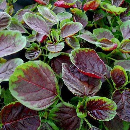 适合种植的花草推荐