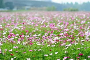 秋天的花朵， 者阝是大自然的魔法师