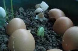 豆浆渣，还Neng浇仙人掌？