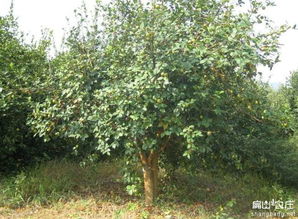 先说说 咱们得来个“主干大变身”