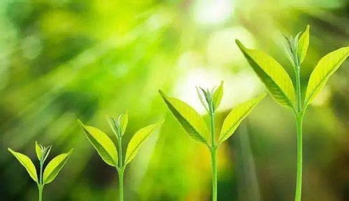 绿色农业新课堂：农药安全间隔
