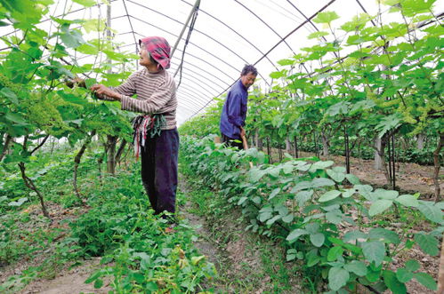 二、 适合葡萄地里套种的青菜
