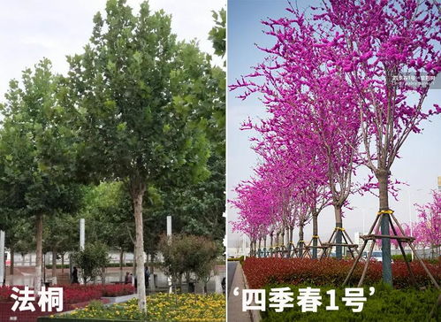 苗木价格的波动：一场神秘的游戏