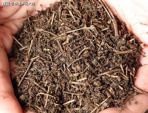 光照不足，松针变脆怎么办？