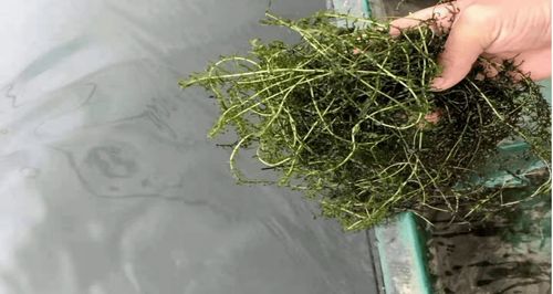 林蛙养殖越冬期存活率低，需探究提高方法