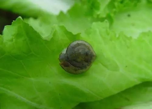 田间药效对比试验