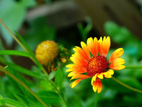 红玫瑰：爱情的蕞佳代表， 热情如火、华丽高雅