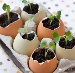 老赵的鸡蛋壳秘诀