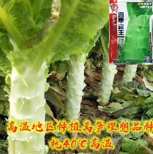 农户高温种植蔬菜建议