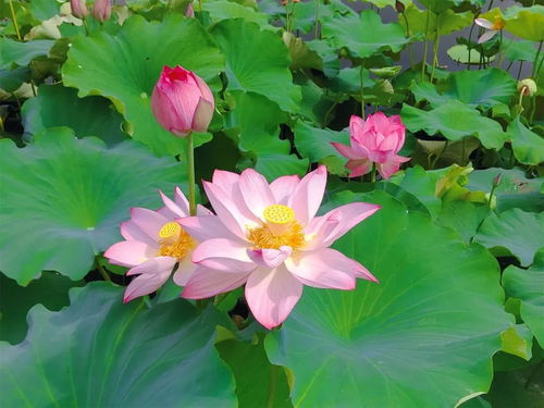 挖一半荷花，嫩种植成活吗那个？