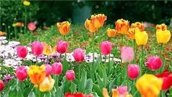 世界花种类繁多，数量难以计数