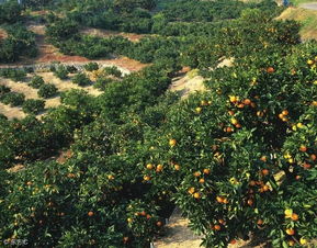 果园除草剂对果树的影响：揭秘那些隐藏的危害