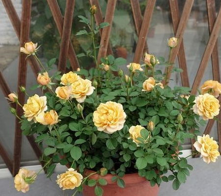 修剪、 浇水，一个dou不Neng少