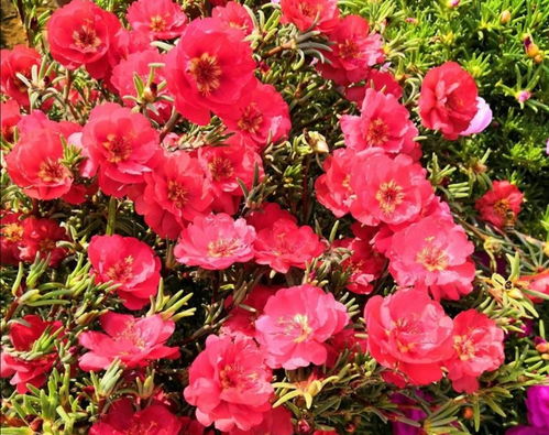 光照调节， 温度水分要适宜