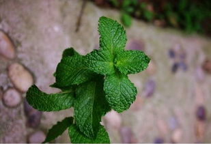 香草种植， 土壤是关键