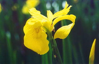 黄菖蒲的毒性揭秘