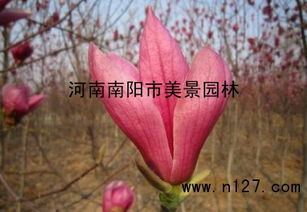 生长方面的注意事项