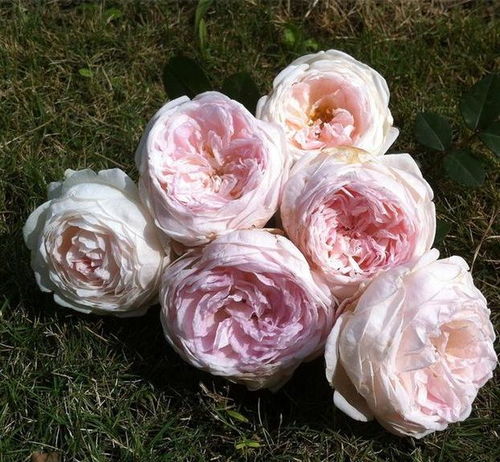 如何判断月季是否缺水