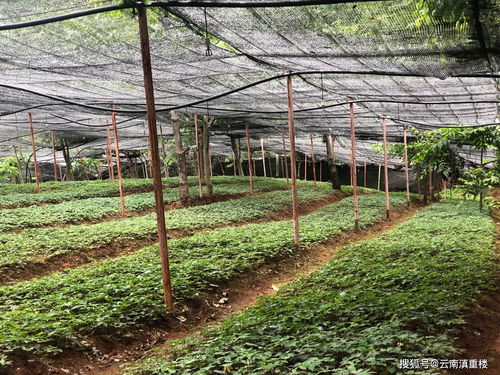 再说说堪种苗质量