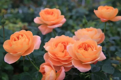 大花微月——多季节勤花