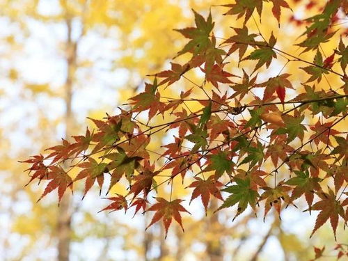 春天 小绿芽冒出来