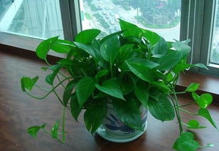 绿萝：吸附灰尘，美化环境