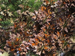 草木灰：灰溜溜的小秘密