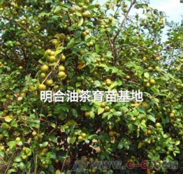 红花油茶苗种植小窍门， 赣州种植户亲授经验