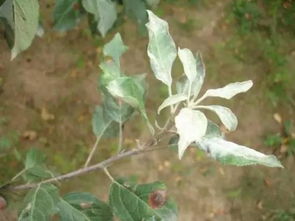 芽点明显细弱， 直接抹掉