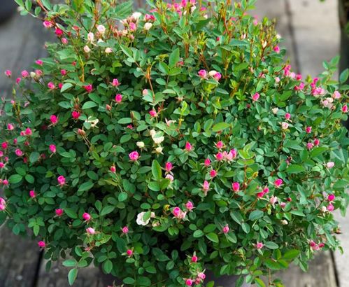 微型月季树：小巧玲珑的观赏佳品