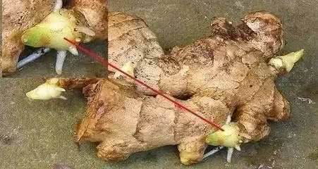 种白术就像养孩子