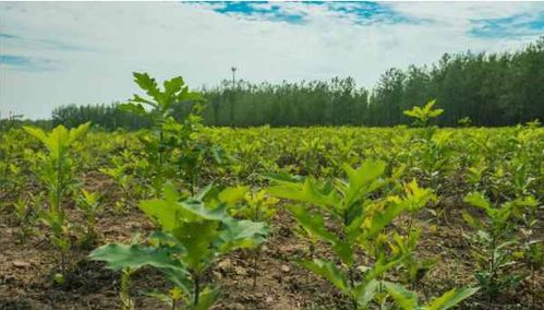 03、 栽植不宜浅