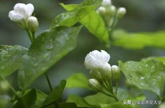 “小刺梅养护，浇水频率如何把握