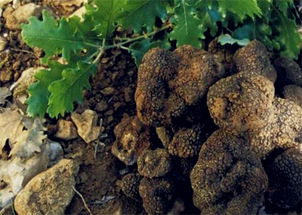 捡漏时机：价格波动大