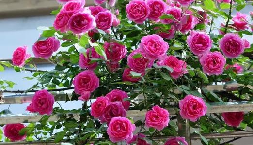 黄金庆典月季的丰姿