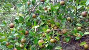揭秘：一棵茶树能产多少斤优质茶籽？