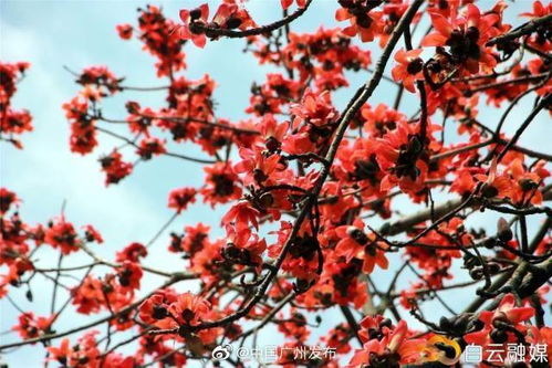 紧急案例与意外收获