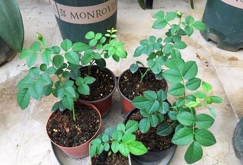 生根素，你用对了吗？