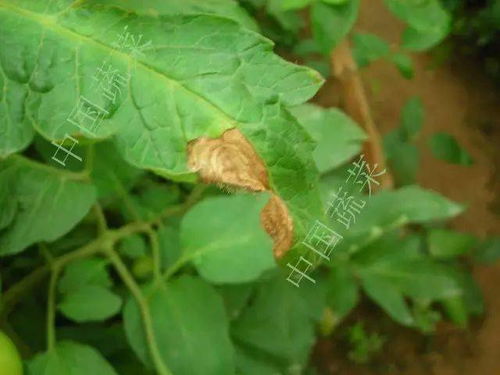 灰霉病，这病可真讨厌！