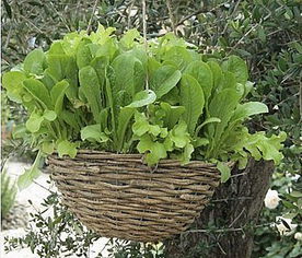 新手种菜，从哪些蔬菜开始？