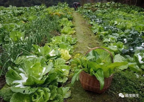 春天的脚步悄悄来临，播种时节究竟怎么选？