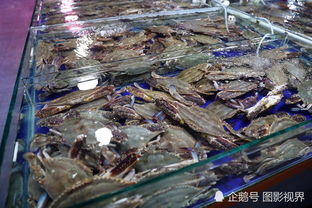 黑斑蛙市场价格波动，一斤售价在20