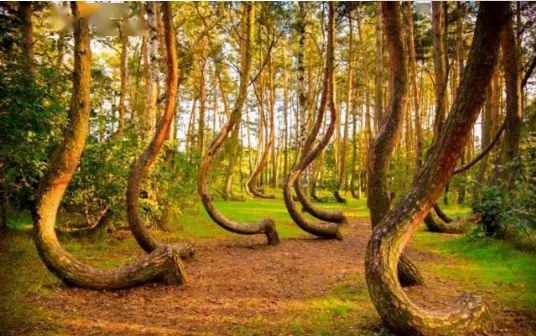 树条的奇妙之旅：自然弯曲如何让土壤成为家