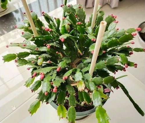 “花卉嫁接新潮流，轻松打造爆品花苗！”