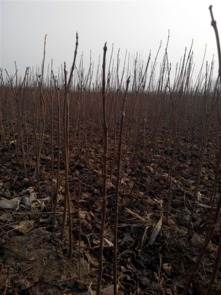 梓树小苗的养护技巧