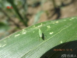 先kankan是啥虫子