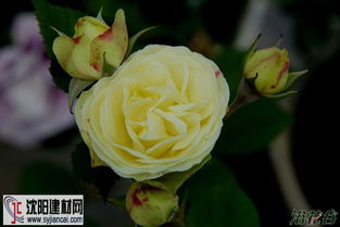 奶油龙沙宝石月季， 美丽又神奇的植物