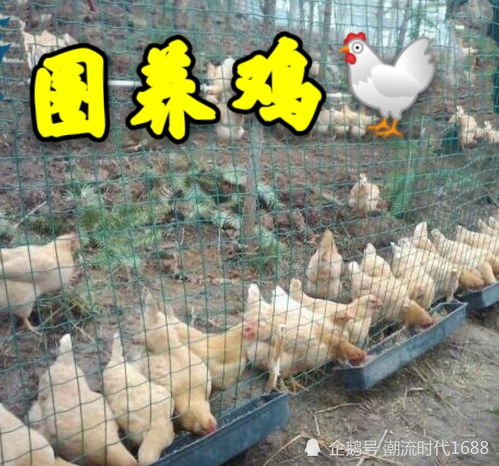 米糠喂鸡需注意营养搭配，避免过量