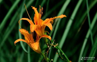 春季或秋季种植Zui佳