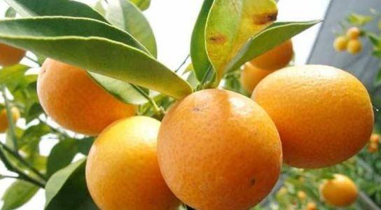 土壤问题，金桔不开花